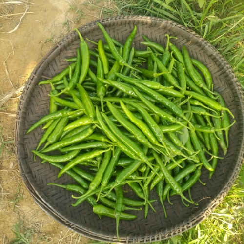 Sản vật Quảng Nam
